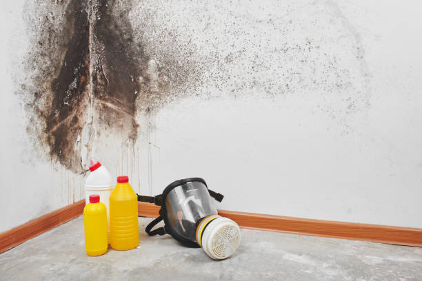 Best Mold Removal Company Near Me  in Giddings, TX