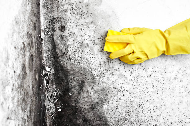 Best Mold Damage Repair  in Giddings, TX