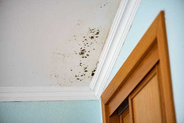 Best Best Mold Removal Companies  in Giddings, TX