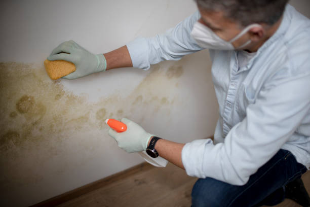 Best Office Mold Removal Services  in Giddings, TX