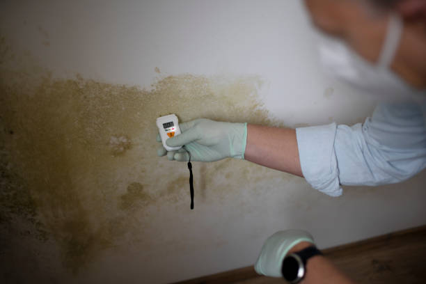 Best Mold Remediation  in Giddings, TX