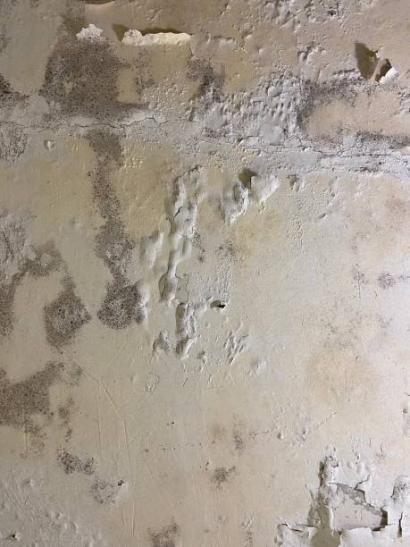Best Affordable Mold Removal  in Giddings, TX