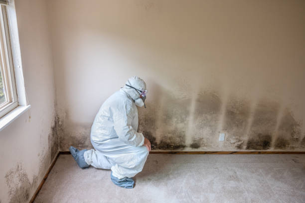 Best Toxic Mold Removal  in Giddings, TX