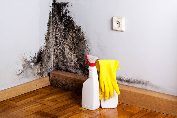 Best Residential Mold Removal  in Giddings, TX