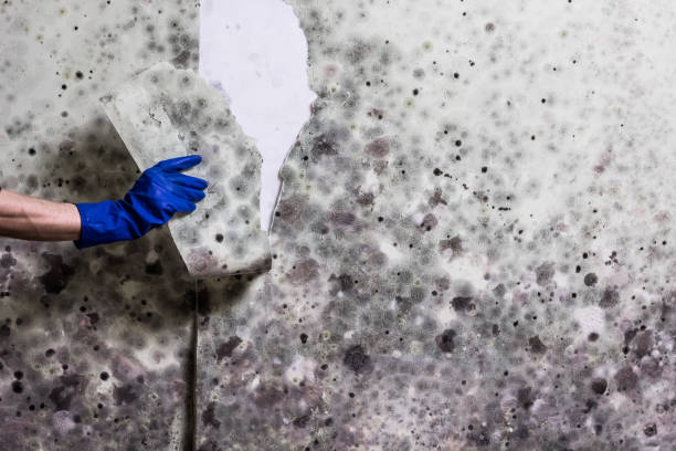 Best Same-Day Mold Removal  in Giddings, TX